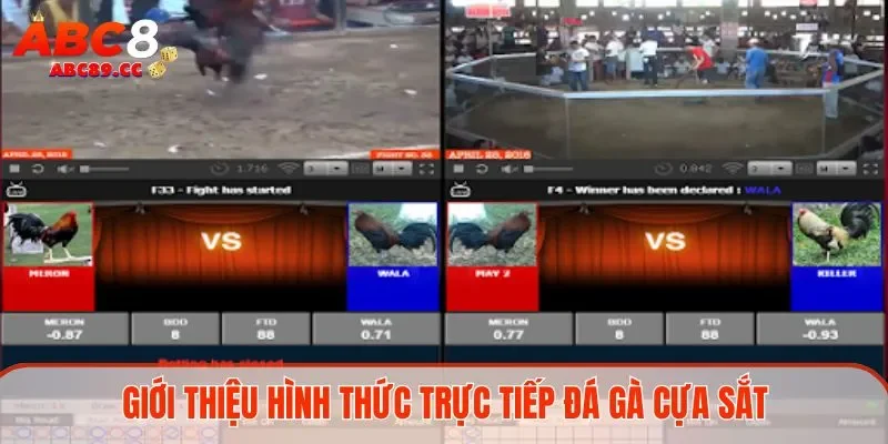 Giới thiệu hình thức trực tiếp đá gà cựa sắt