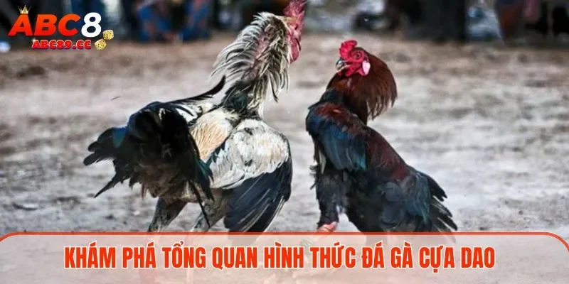 Khám phá tổng quan hình thức đá gà cựa dao 