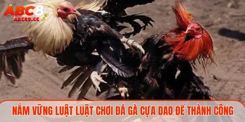 Nắm vững luật luật chơi đá gà cựa dao để thành công